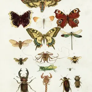 Butterflies: Aurora, Swallowtail, Eyed hawk moth, Dragon fly, Grasshopper, Cicada, Stag beetle chromolithograph illustration 1891 Butterflies: Aurora, Swallowtail, Eyed hawk moth, Dragon fly, Grasshopper, Cicada, Stag beetle chromolithograph illustration 1891