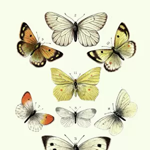 Digital Vision Vectors Collection: Insect Lithographs