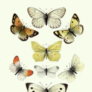 Butterflies, Black veined white butterfly, Brimstone, Large white