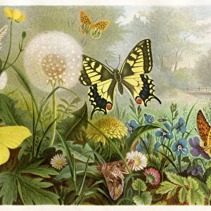 Butterflies Chromolithograph 1884