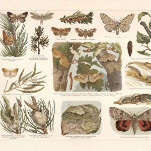 Butterflies, chromolithograph, published in 1897