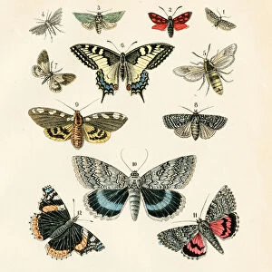 Butterflies engraving 1872