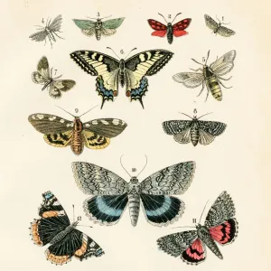 Butterflies engraving 1872 Butterflies engraving 1872