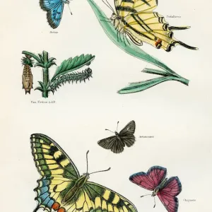 Butterflies engraving 1893 Butterflies engraving 1893