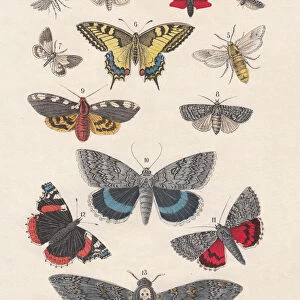 Butterflies, hand-colored lithograph, published in 1880