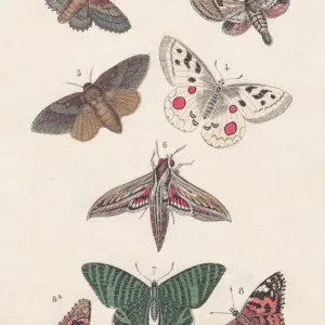 Print of Butterflies features a Lobster Moth perched on foliage Print of Butterflies features a Lobster Moth perched on foliage