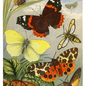 Butterflies and moths Butterflies and moths