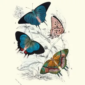 Vintage Cambridge Blue Butterfly Print
