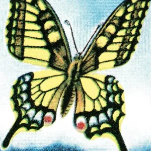 Butterfly Butterfly
