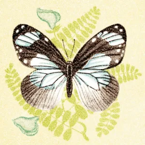 Butterfly Butterfly