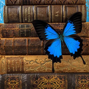 Butterfly on books