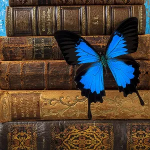Blue Butterfly Print on Antique Books