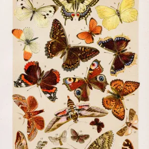 Butterfly Chromolithography 1899