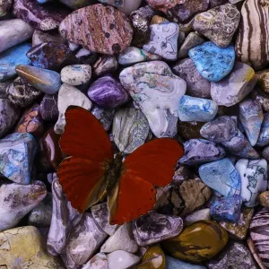 Butterfly on colored stones Butterfly on colored stones