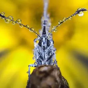 Butterfly with dew drops Butterfly with dew drops