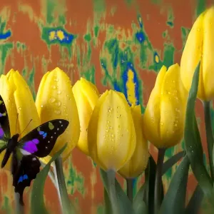 Butterfly dreams on yellow tulips Butterfly dreams on yellow tulips