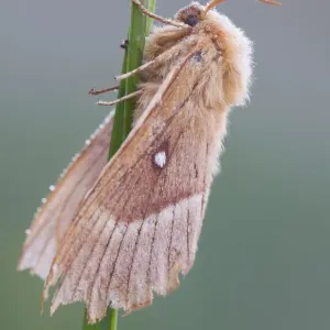 butterfly, exterior views, morning dew, natural environment, niedersachsen, wildlife butterfly, exterior views, morning dew, natural environment, niedersachsen, wildlife