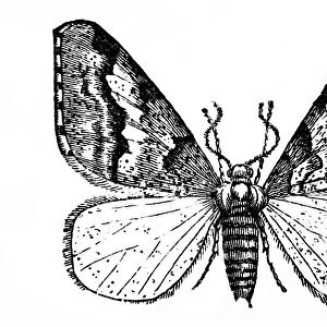 Butterfly (Geometra defoliaria)