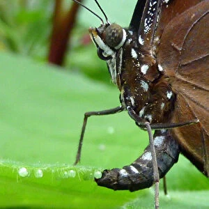Butterfly laying her eggs