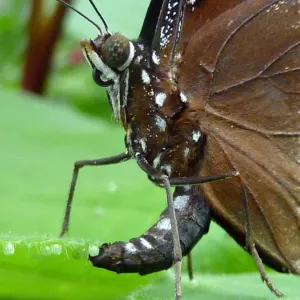 The Great Eggfly (Hypolimnas bolina) Print