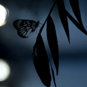 Butterfly on the leaf Butterfly on the leaf