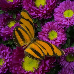 Butterfly, Matsumoto, flowers, insect, wings Butterfly, Matsumoto, flowers, insect, wings