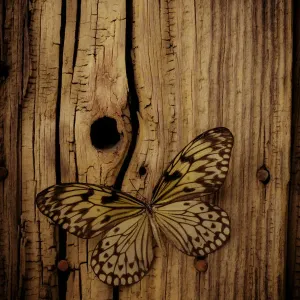 Butterfly Print on Wood Wall