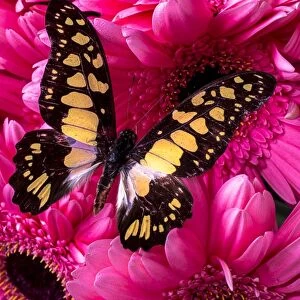 Butterfly on pink daises
