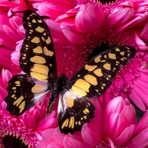 Butterfly on pink daises Butterfly on pink daises