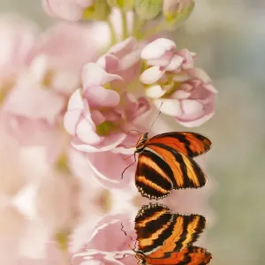 Butterfly on a Pink Flower Butterfly on a Pink Flower