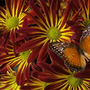 Butterfly resting on chrysanthemums