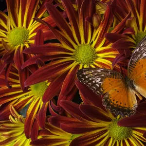 Butterfly resting on chrysanthemums