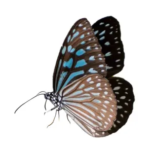 Butterfly spots orange yellow white background Isolate Butterfly spots orange yellow white background Isolate