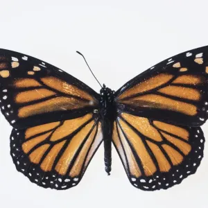 Butterfly on white background