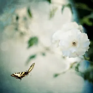Butterly and Roses Butterly and Roses
