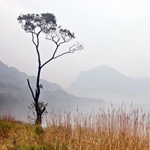 Buttermere Tree in Soft Mist