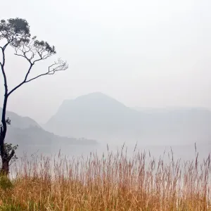 Buttermere Tree in Soft Mist Buttermere Tree in Soft Mist