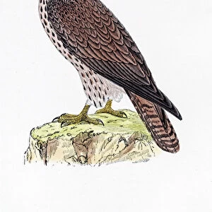 Buzzard bird 19 century illustration