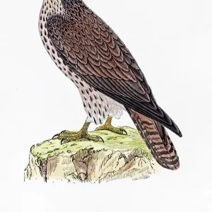 Buzzard bird 19 century illustration Buzzard bird 19 century illustration