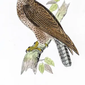 Buzzard bird 19 century illustration Buzzard bird 19 century illustration