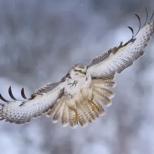 Buzzard (Buteo buteo), white morph, landing approach, light snow flurries, Biosphere Reserve Swabian-Alb, Baden-Wuerttemberg, Germany