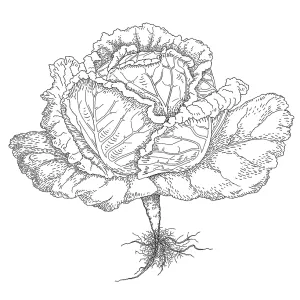Cabbage Cabbage