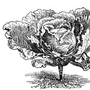 Cabbage (Brassica oleracea capitata)