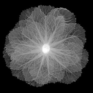 Cabbage (Brassica oleracea), X-ray
