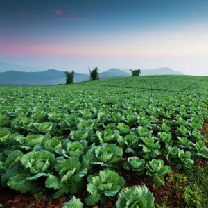 Cabbage farm at Phu Tub Bek, Phetchabun Thailand