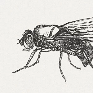 Cabbage fly (Delia radicum, female), wood engraving, published in 1882
