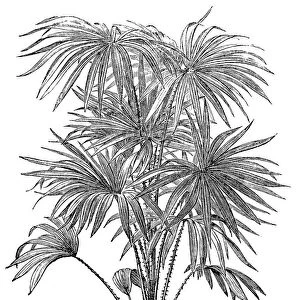 The cabbage-tree palm, Livistona australis