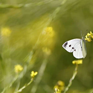 Cabbage white butterfly on yellow flower