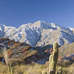 cacti in the andes