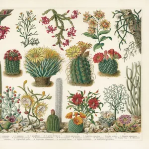 Cacti, chromolithograph, published in 1900